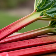 Fresh 'Raspberry Red' rhubarb stalks, vibrant red-green, water-kissed, on wood, blurred green background.